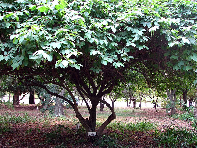 File:Annona cherimola, tree.jpg