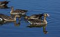 Colusa NWR, California