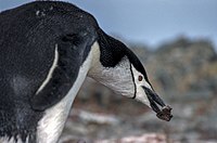 Antarctic, antarctic penguin (js) 46.jpg