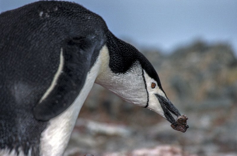 File:Antarctic, antarctic penguin (js) 46.jpg