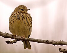 Motacillidé Cette catégorie rassemble les images de bergeronnettes, de pipits et de sentinelles.