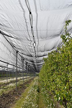 Anti-hail nets in Ferrara