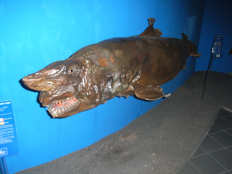 File:AquariumRhodesMuseumOdontaspisFerox.jpg