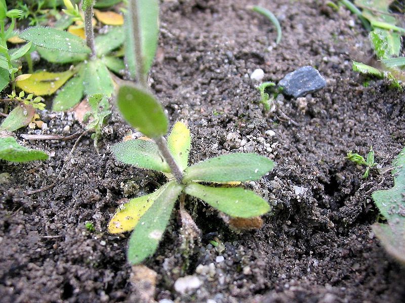 File:Arabidopsis thaliana hojas basales.jpg