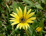 Arctotheca calendula (Asteraceae) Capeweed