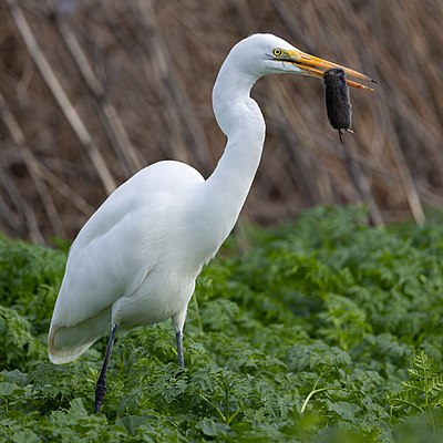 Great egret with prey