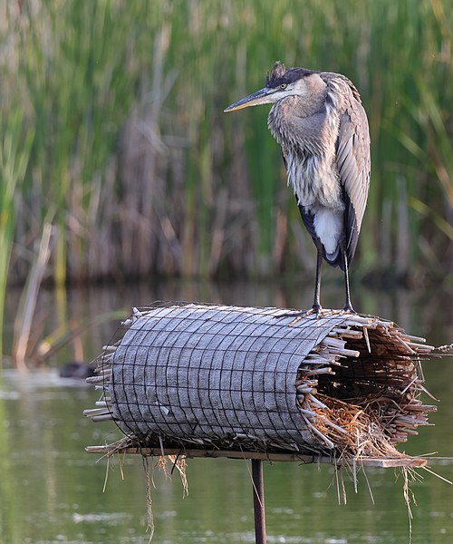 File:Ardea herodias MP 02.jpg