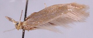 <i>Argyresthia praecocella</i> species of insect