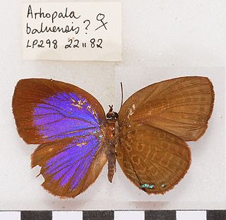 <i>Arhopala baluensis</i> Species of butterfly