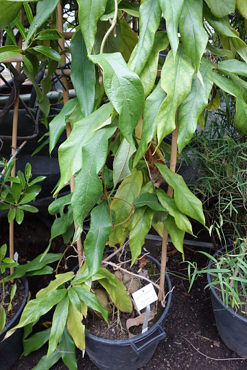 Aristolochia westlandii