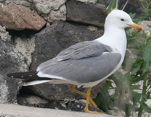 Armenian gull near Sevanavank, side view