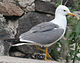 Armenian gull near Sevanavank, side view.jpg