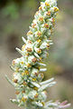 Artemisia pycnocephala