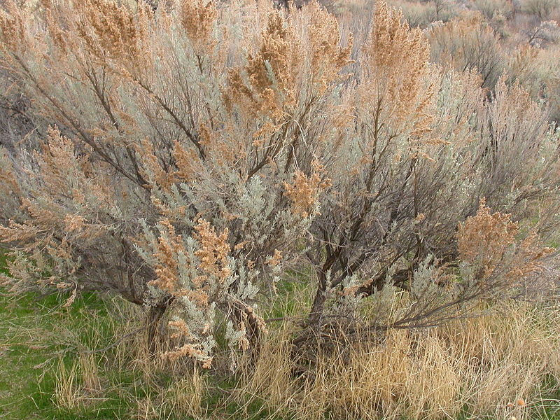 File:Artemisia tridentata tridentata (8467551393).jpg