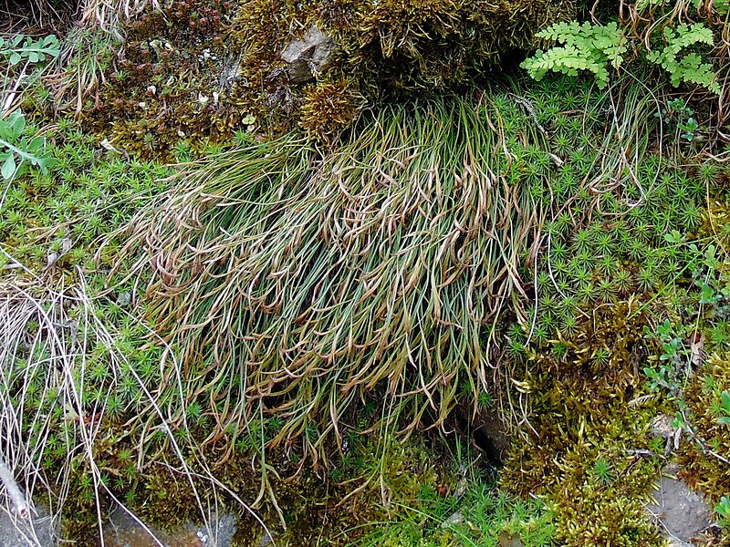 File:Asplenium septentrionale 21(2). Verkhnya Khortytsia.jpg