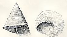 Original drawing with two views of a shell of Callistele calliston
