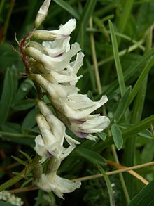 Astragalus.australis1.JPG 