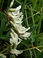 Südlicher Tragant (Astragalus australis)
