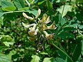 Astragalus canadensis 2017-05-23 0614.jpg