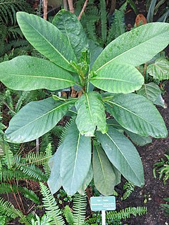 <i>Atractocarpus heterophyllus</i> Species of plant