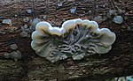 Auricularia mesenterica, Tripe Fungus, UK.JPG