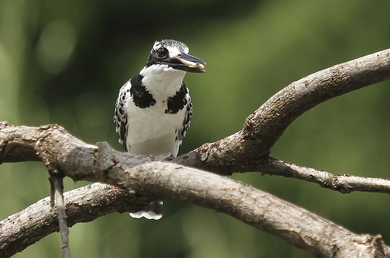 File:Austin Roberts Bird Sanctuary-048.jpg