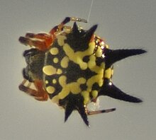 A female yellow morph Austracantha minax (yellow).jpg