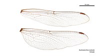 Female wings