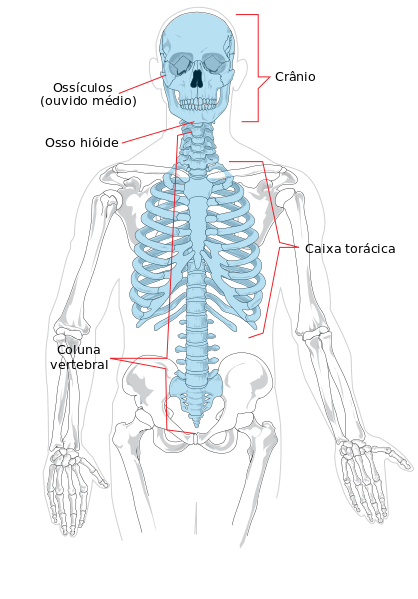 File:Axial skeleton diagram pt.svg