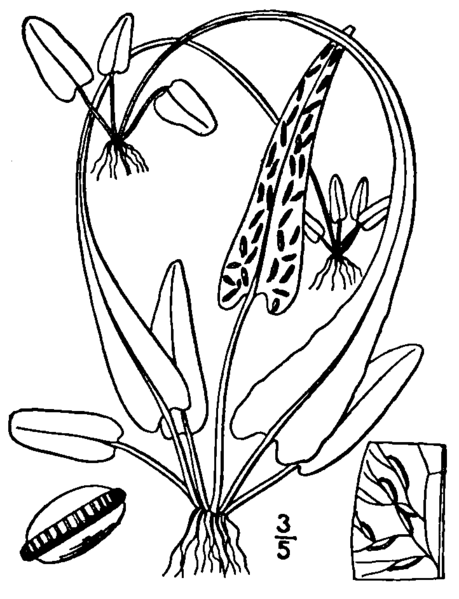 File:BB-0057 Camptosorus rhizophyllus.png