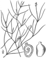 1.28 Category:Potamogeton gemmiparus Fig. 201