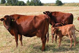 krávy s telaty dánského červeného skotu