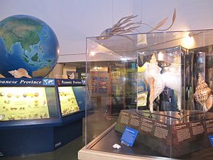 Exhibits about worldwide shells, and one showing world record size shells