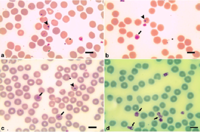 Babesia motasi