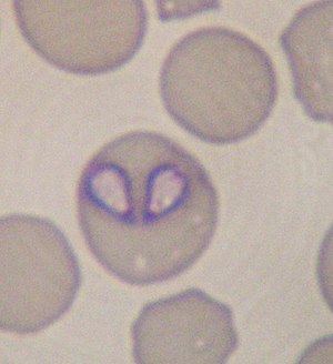 Babesia hond.jpg