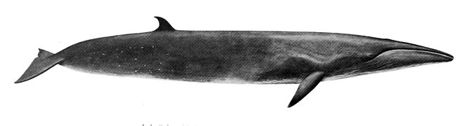Megenol (Balaenoptera borealis)