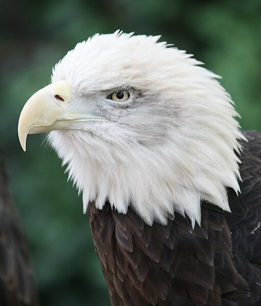 File:Bald Eagle 001.jpg