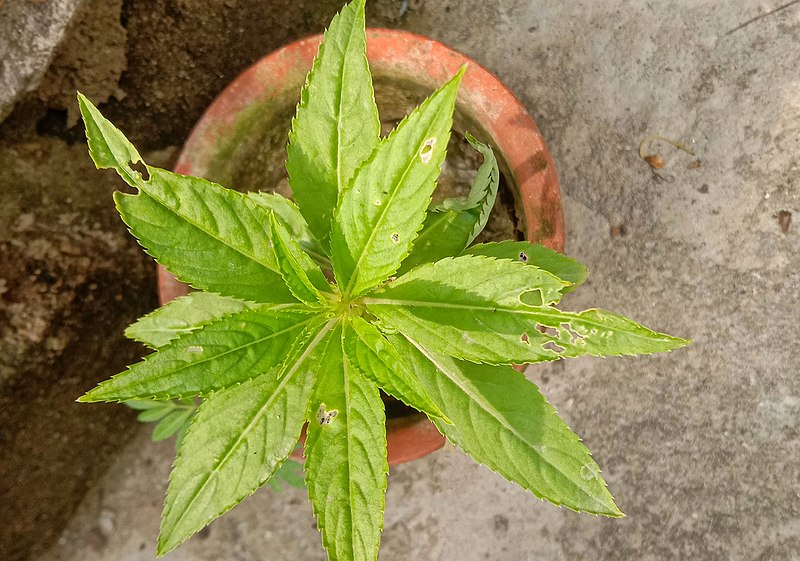 File:Balsam (Impatiens balsamina) plant in West Bengal, India.jpg