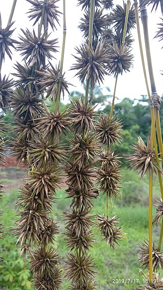 File:Bamboo seeds bunch 03.jpg