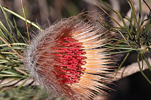 Banksia splendida - Dryandra speciosa - Shaggy Dryandra-3.JPG