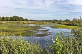 Door succesvol natuurbeheer ontstaat er nieuwe aangroei van hoogveen.