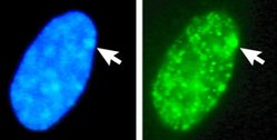 4′,6-Diamidin-2-Phenylindol: Eigenschaften, DAPI als Fluoreszenzfarbstoff, Literatur