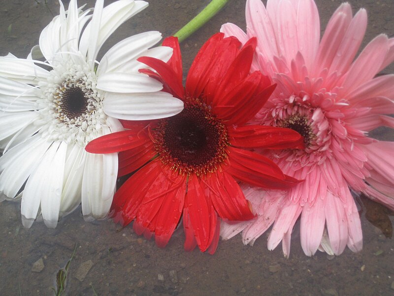 File:Beautiful Flowers.JPG - Wikimedia Commons