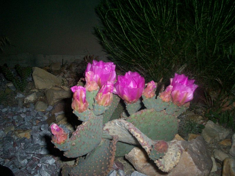 File:Beaver Tail Cactus Night Bloom.jpg