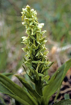 A Behring Orchidea - Platanthera tipuloides.jpg kép leírása.