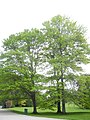 image=https://commons.wikimedia.org/wiki/File:Bergpark_Wilhelmshöhe_-_Baum_190_2019-05-24.JPG