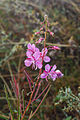 * Nomination Mountain hiking Vens at Bettex in Valle d'Aosta (Italy). Fireweed (Chamerion angustifolium) along mountain path in dense fog. Famberhorst 16:15, 27 October 2015 (UTC) * Promotion Just ok in terms of sharpness --Poco a poco 22:05, 27 October 2015 (UTC)