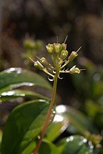 Miniatura para Berneuxia thibetica