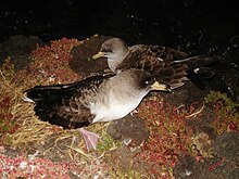 Cory's shearwater, breeds in several colonies on sea-cliffs and islands. Berta maggiore.jpg