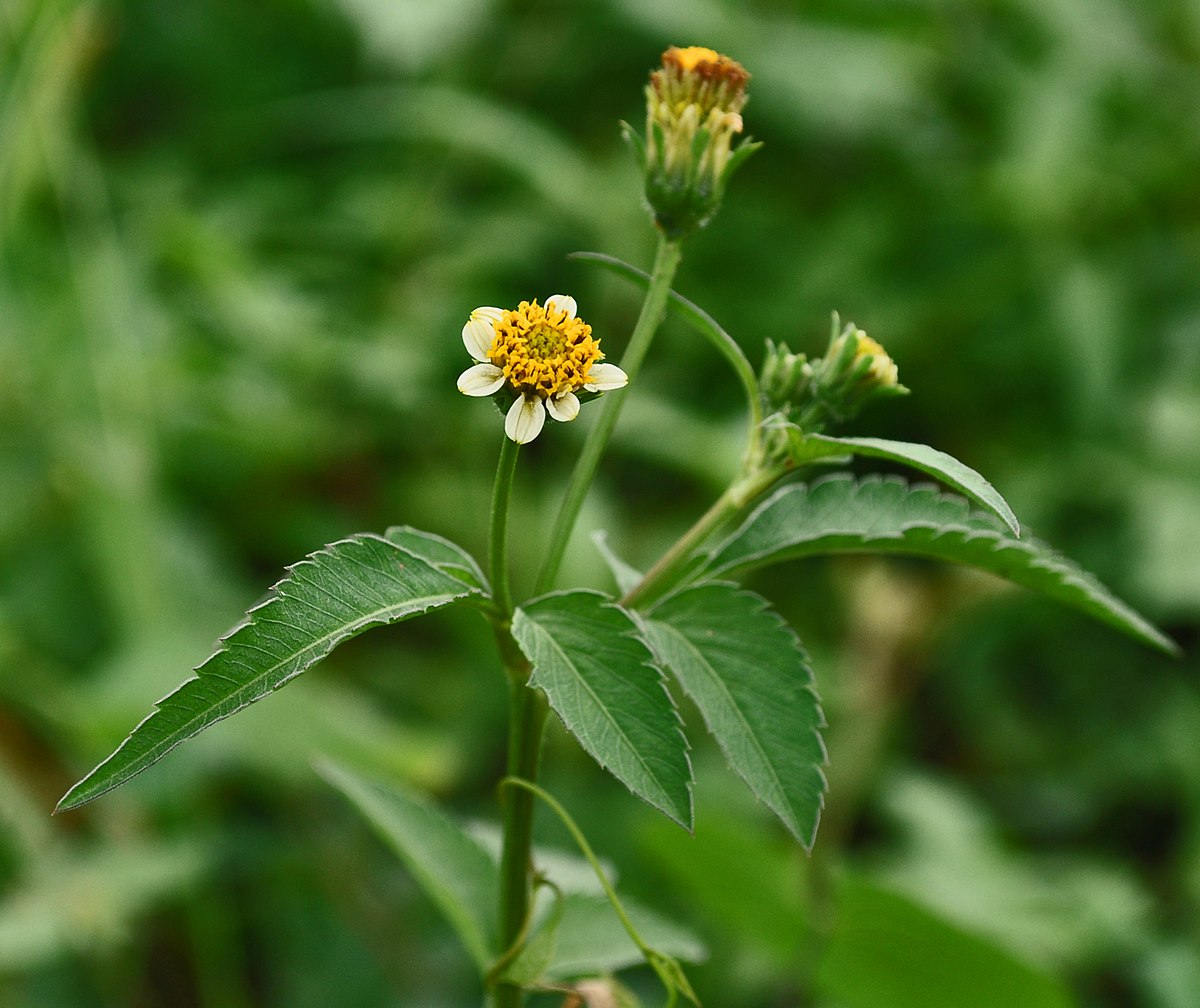 File:Bidens pilosa 100301-0212 tdp.jpg - Wikimedia Commons